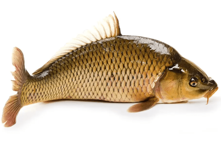 Best tasting freshwater fish toyholoser