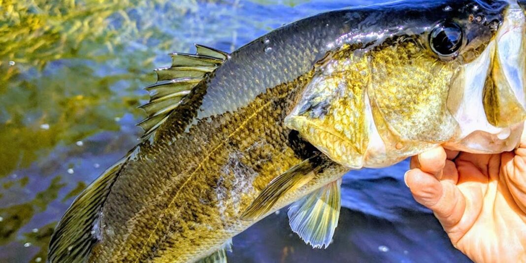 how-to-catch-largemouth-bass-fish-lovers-guide
