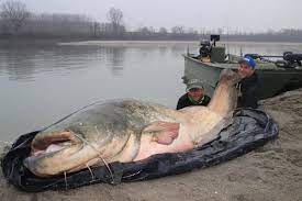 do catfish keep growing
